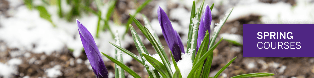 Spring Courses
